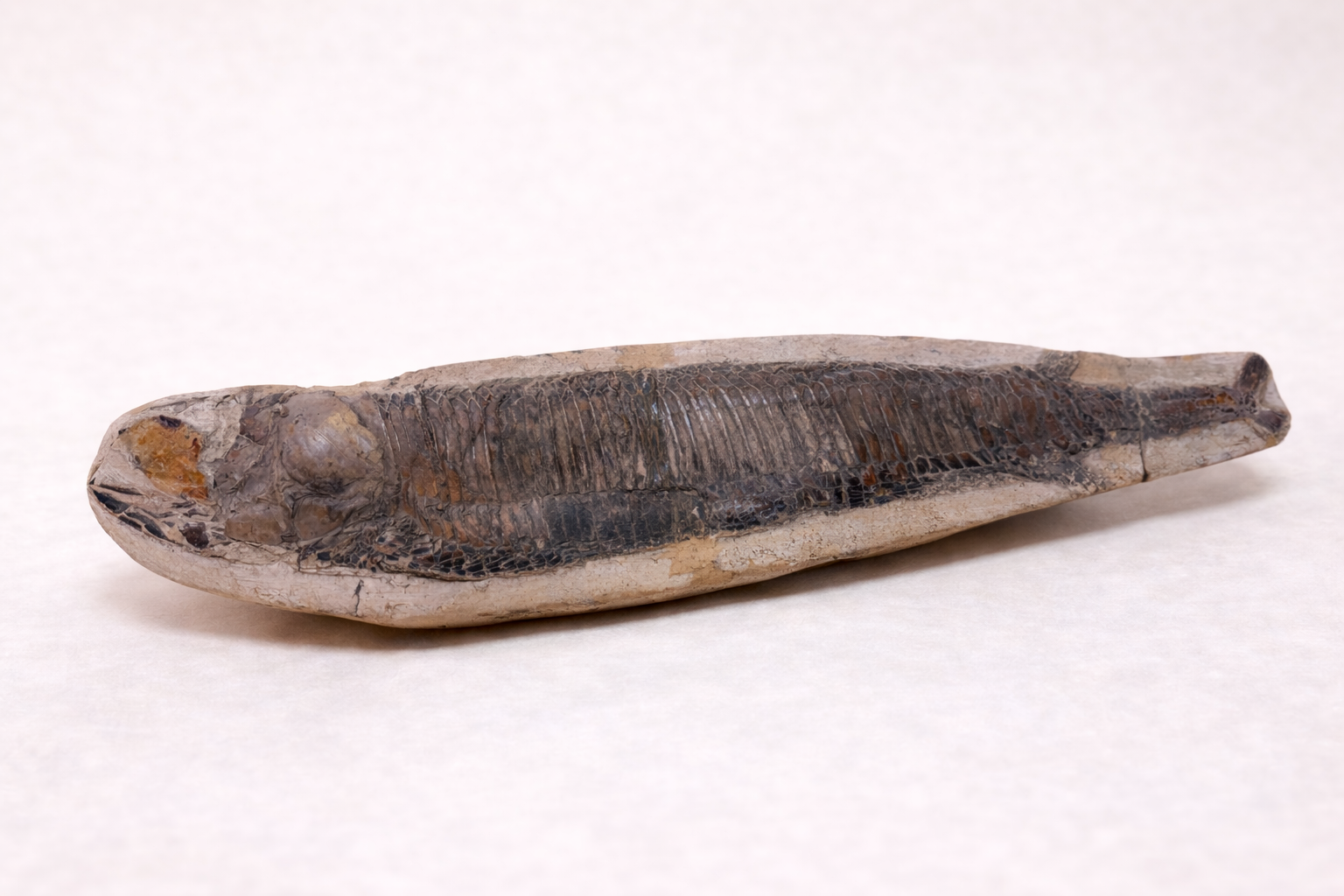 Großes Fischfossil – ca. 51 cm – Sammlerobjekt (B-Ware)