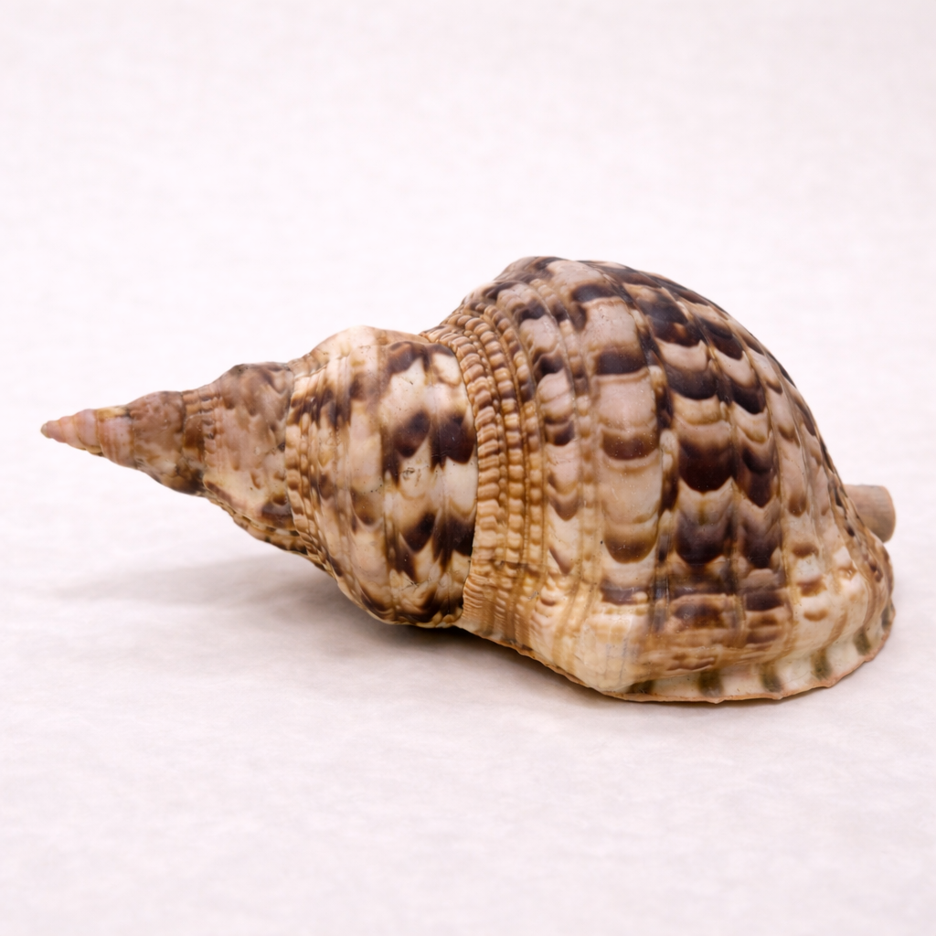 Handverlesene Tritonhorn-Muschel – beeindruckendes Sammlerstück aus der Natur