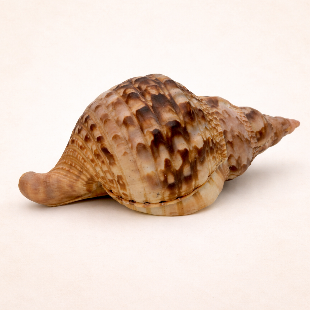 Handverlesene Tritonhorn-Muschel – beeindruckendes Sammlerstück aus der Natur
