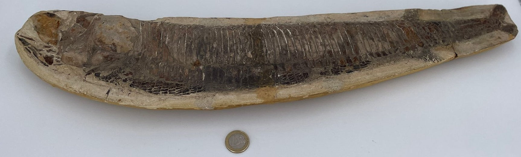 XXL Fossiler Fisch