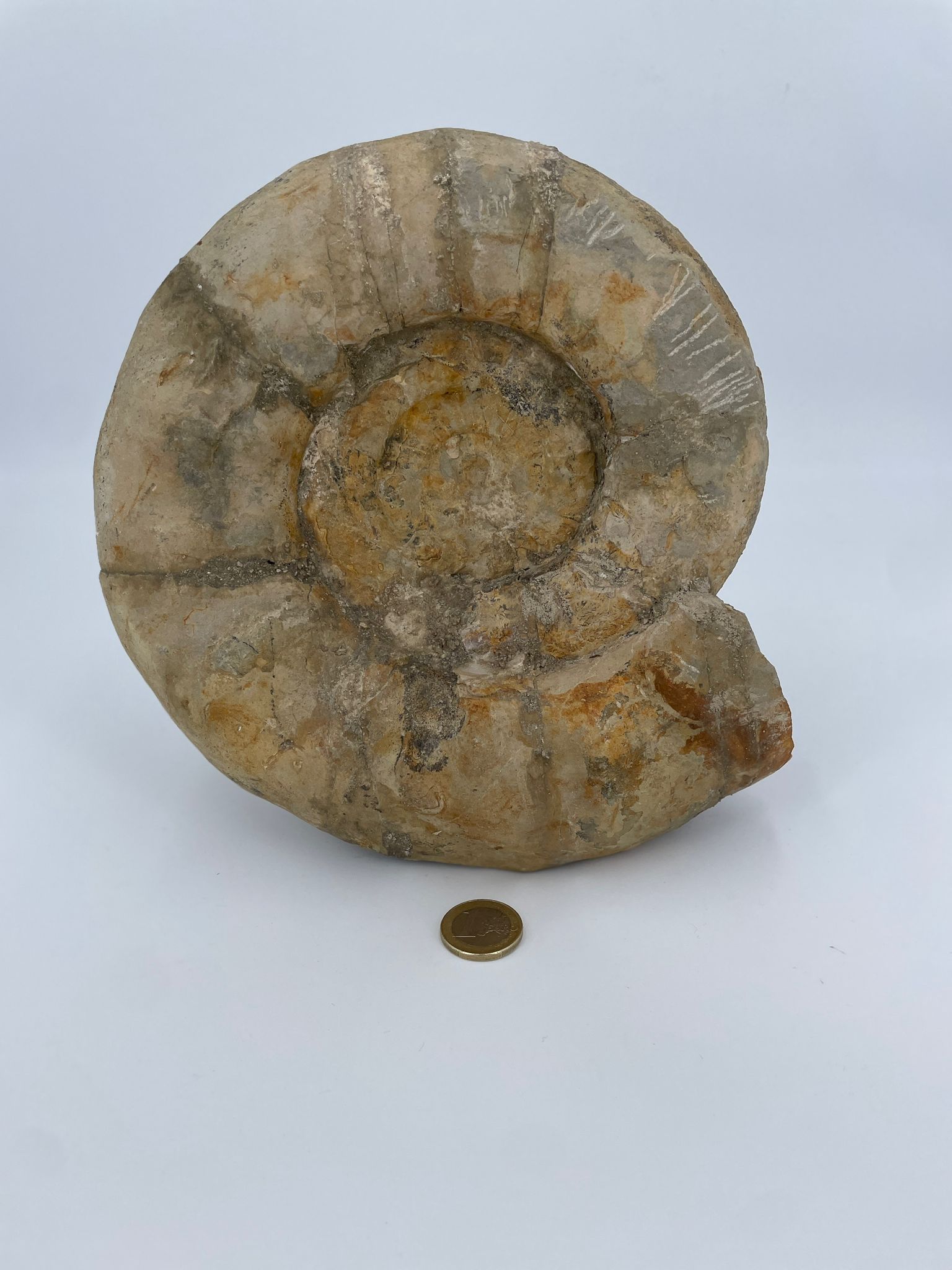 XL Ammonit-Fossil - Rarität