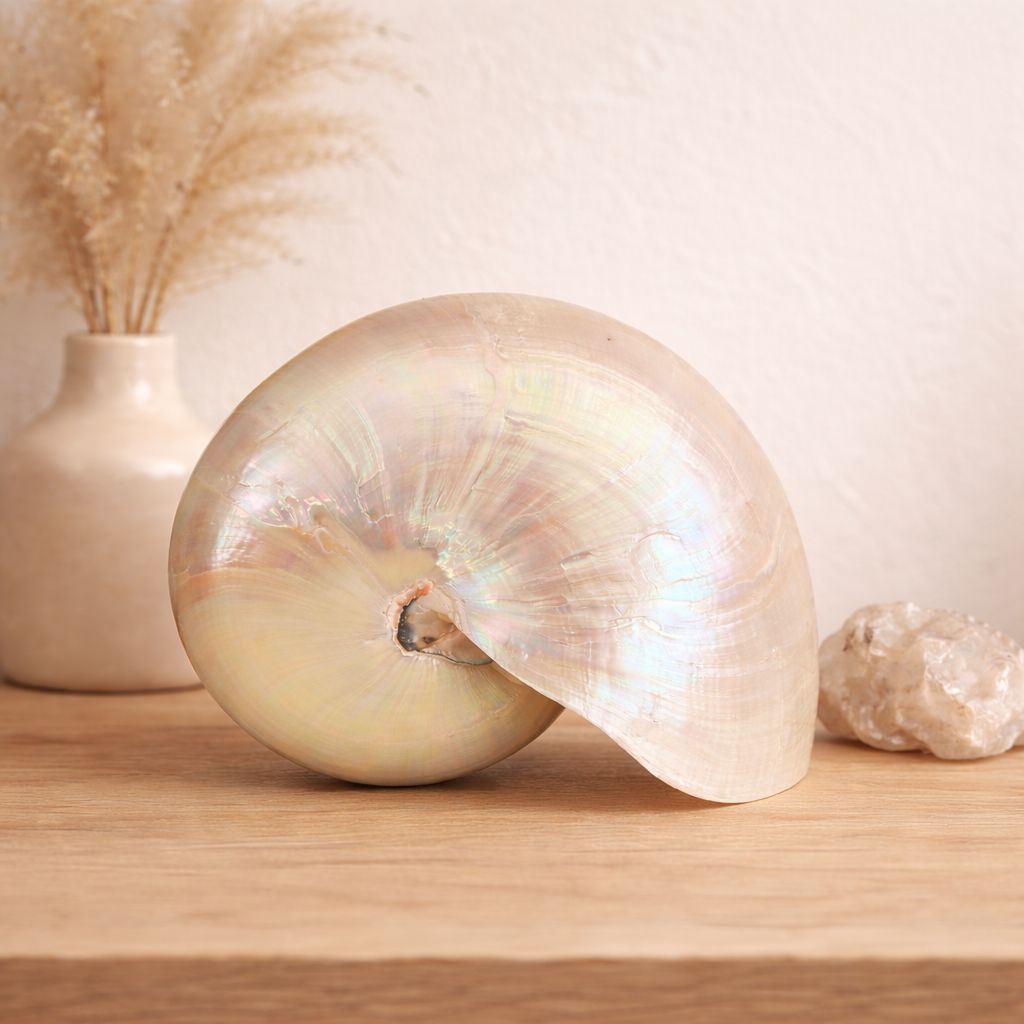 Nautilus Muschel groß - Perlmut