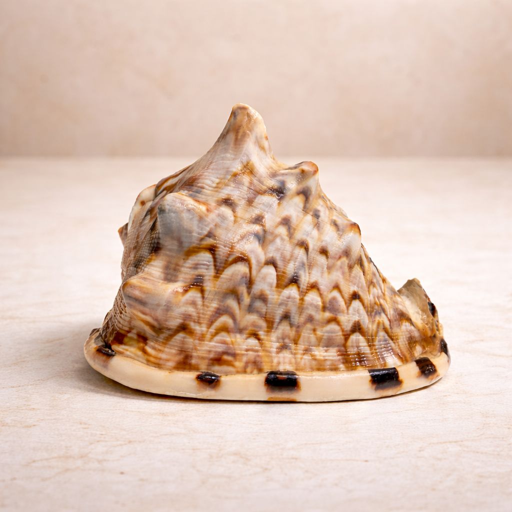 Bullenmund - Stiermund Muschel