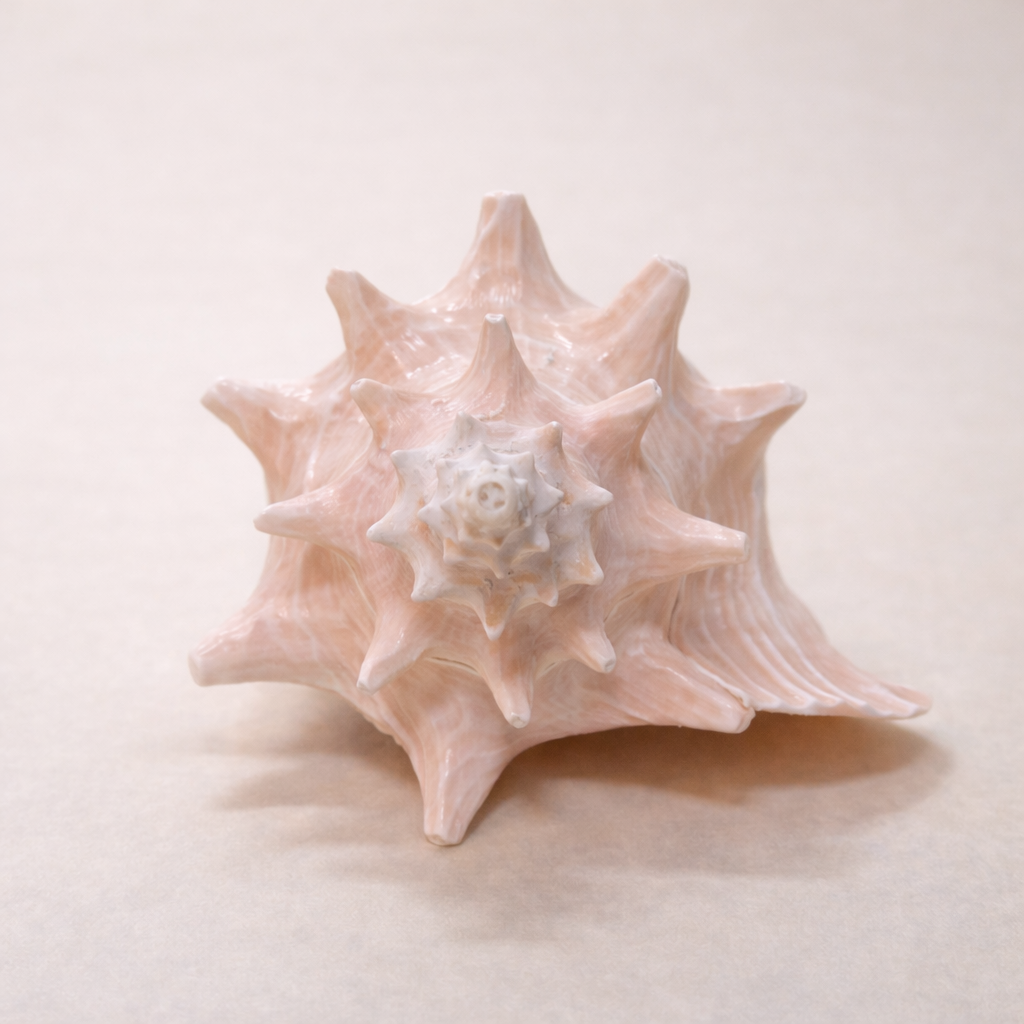 Trithorn-Muschel in Rosé (Einzelstück)