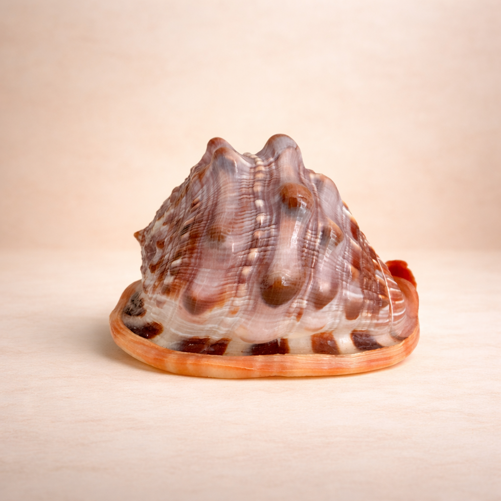 Bullenmundmuschel (Cassis), Frontansicht mit gewölbter Schale und braun-beigen Farbstrukturen