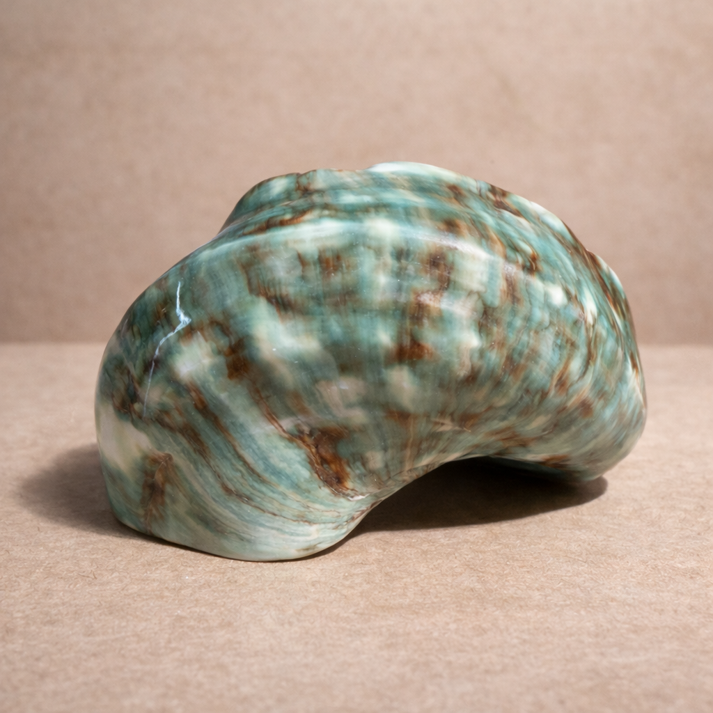 Polierte Turbanschnecke – „Green Turbo Shell“