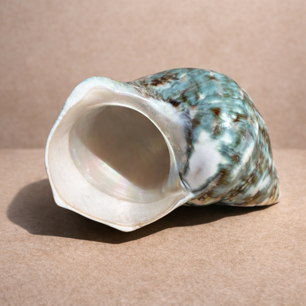 Polierte Turbanschnecke – „Green Turbo Shell“