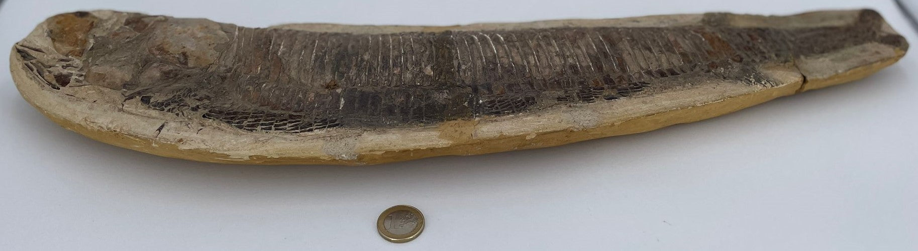 XXL Fossiler Fisch