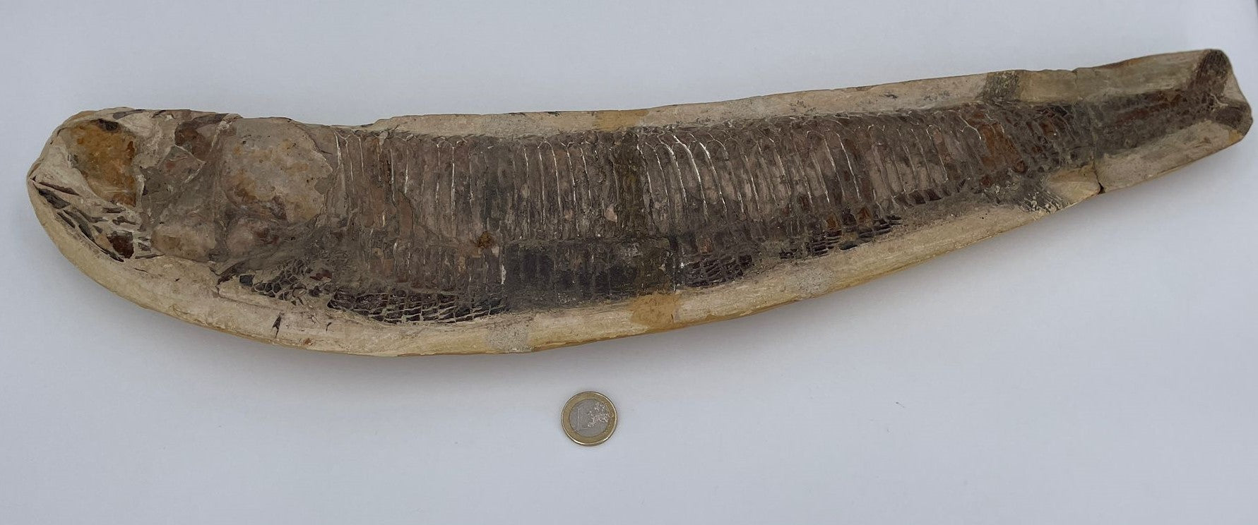 XXL Fossiler Fisch