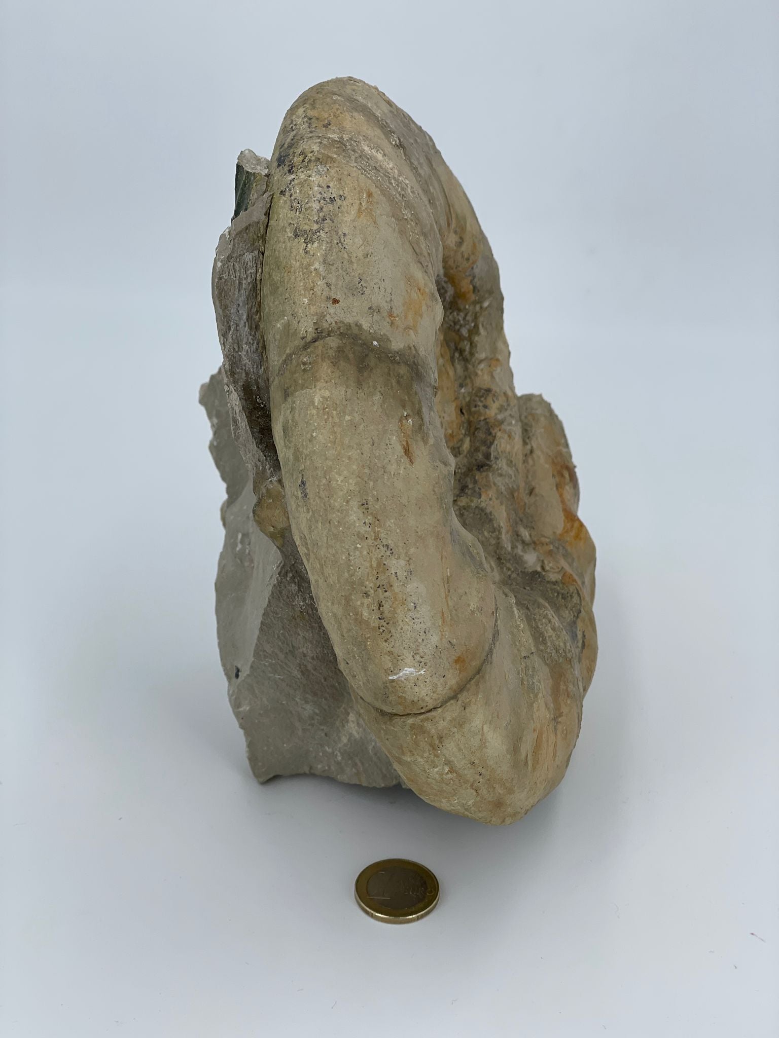 XL Ammonit-Fossil - Rarität