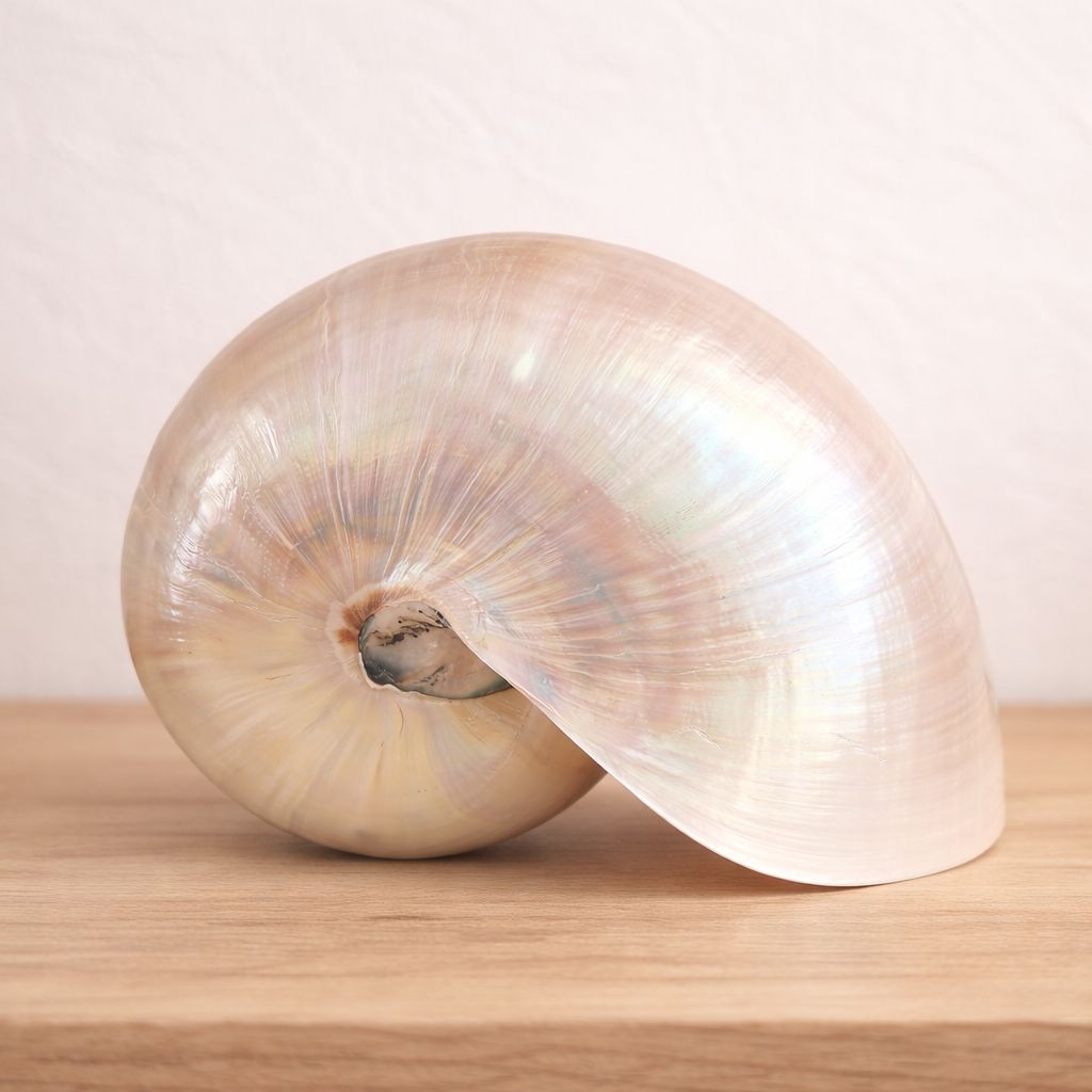 Nautilus Muschel groß - Perlmut