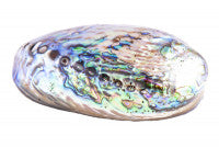 Paua Muschel aus Neuseeland.